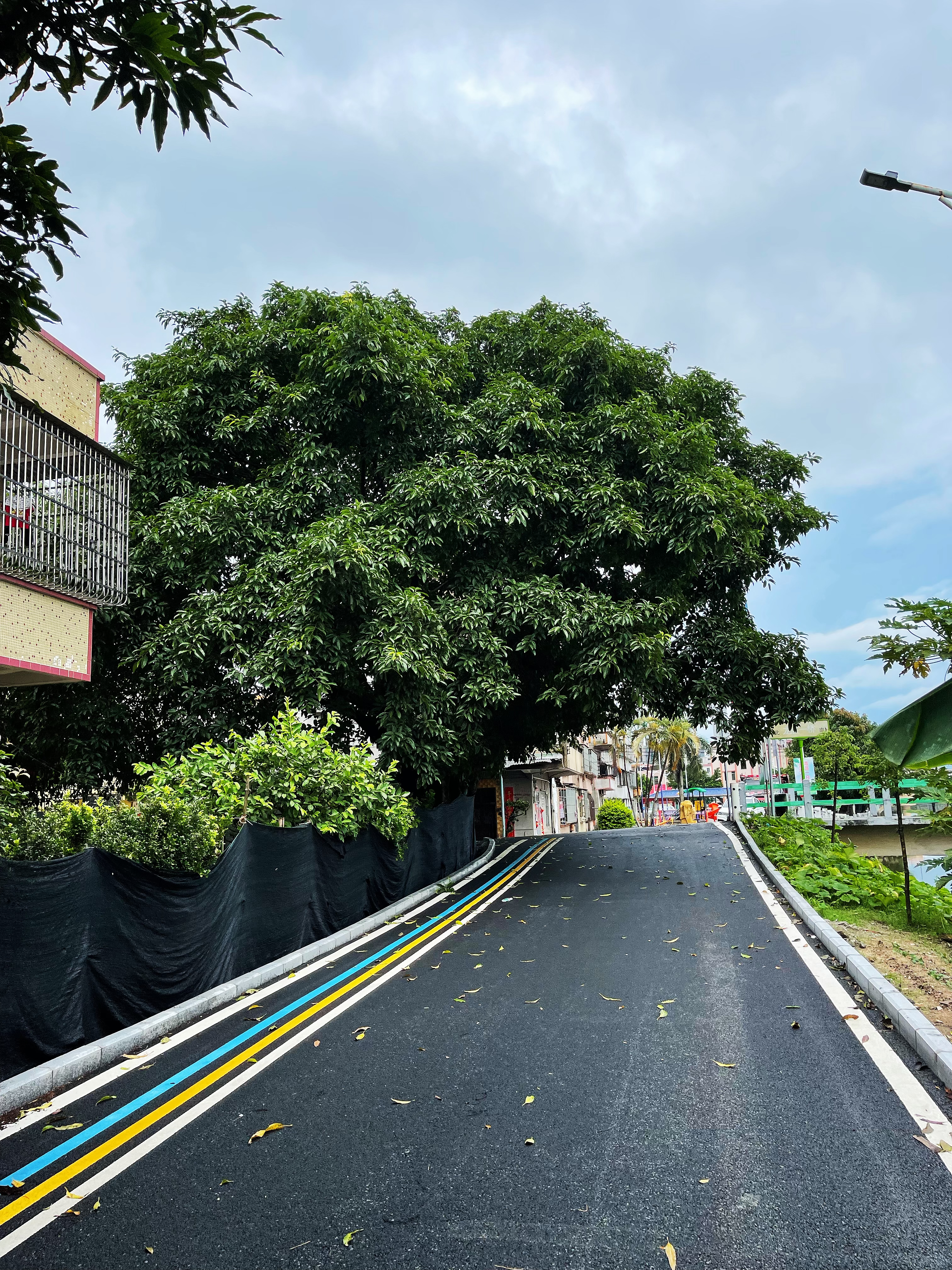 1龙胜一桥头附近两棵高大树木不仅遮挡道路视线，还给村民们造成了安全隐患.jpg