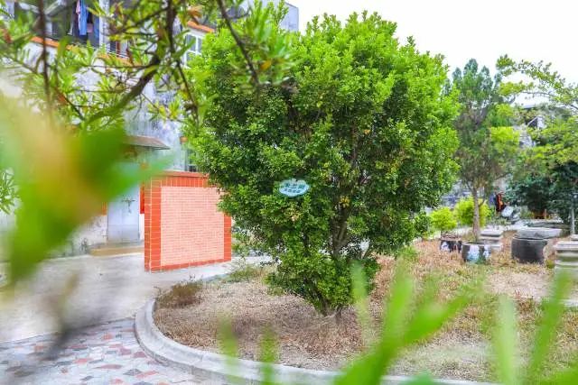 在石溪村沙地自然村的一个小公园里,十多棵树上,挂上了一个个村民的名牌,那是去年参与绿美捐款和种树的村民的姓名。 图片