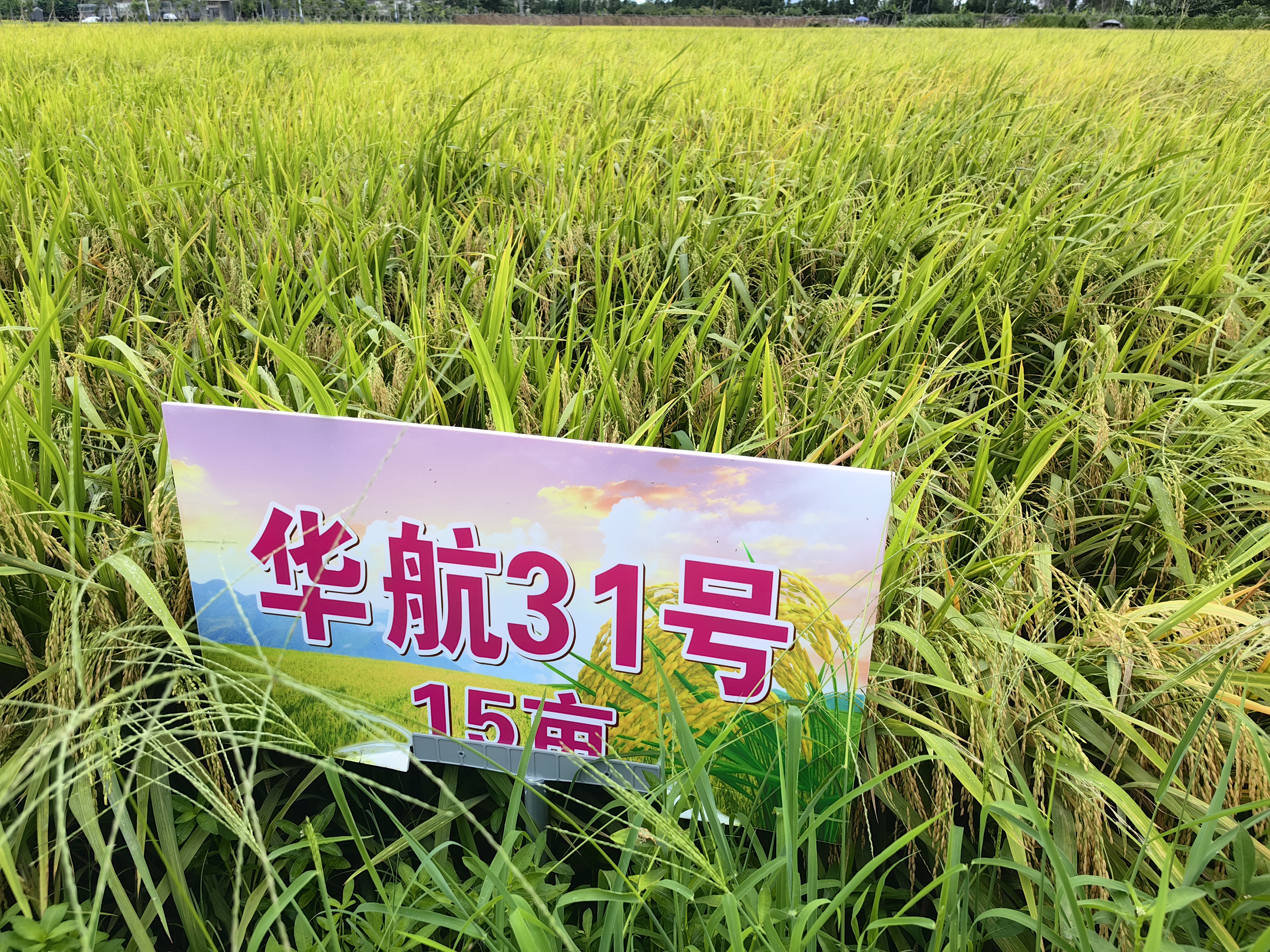 微信图片_20240816151556.jpg