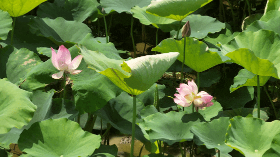 1并蒂莲[00-00-00--00-00-06].gif