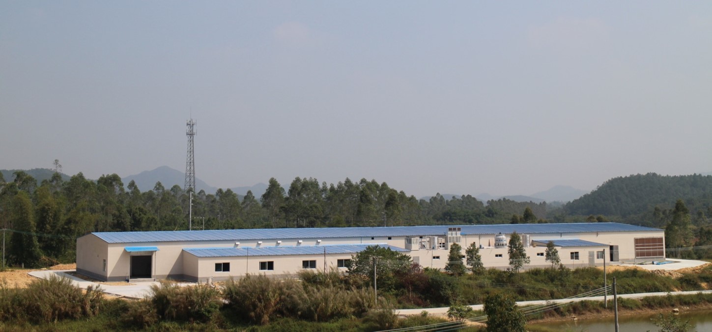 金鸡王红山-孵化场.jpg