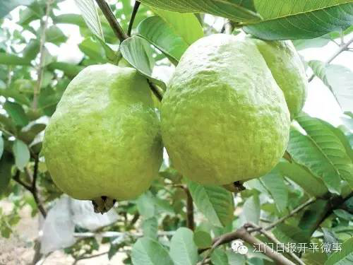 图片12.png 图片12.png